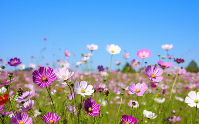 Ce soir à 19h00 – Un moment pour revenir à vous 🌿